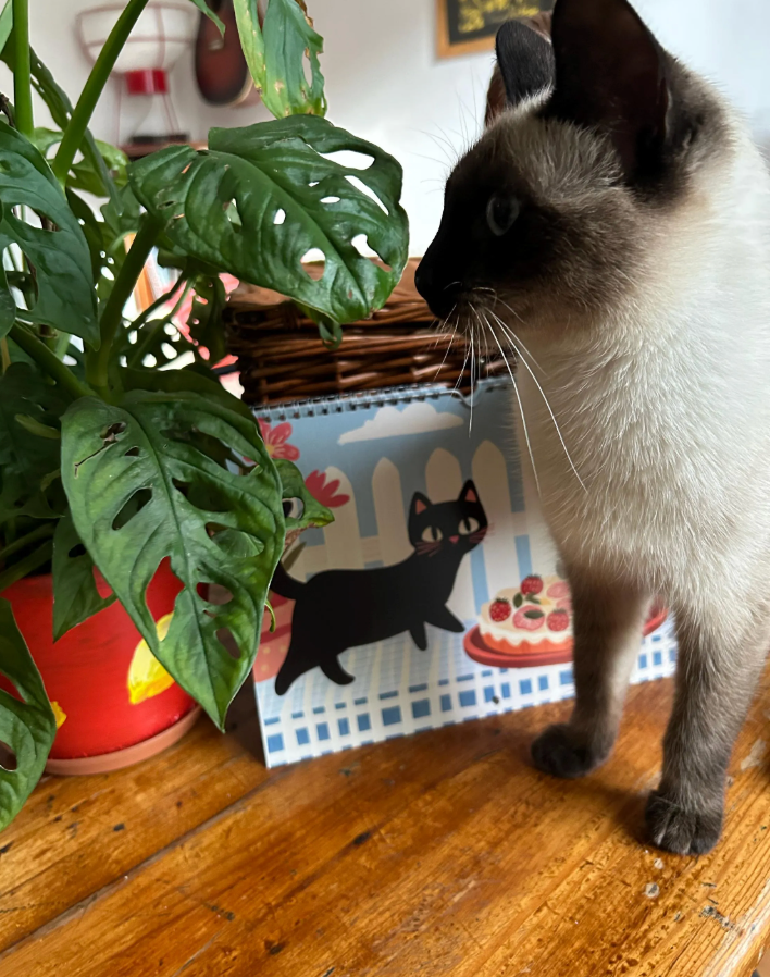 Calendrier chat 2026 "Le chat noir en cuisine" - calendrier amoureux des chats -décoration murale - style cottagecore - calendrier chat noir